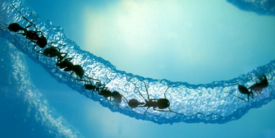 Ants Have Their Own Internet - The "Anternet"