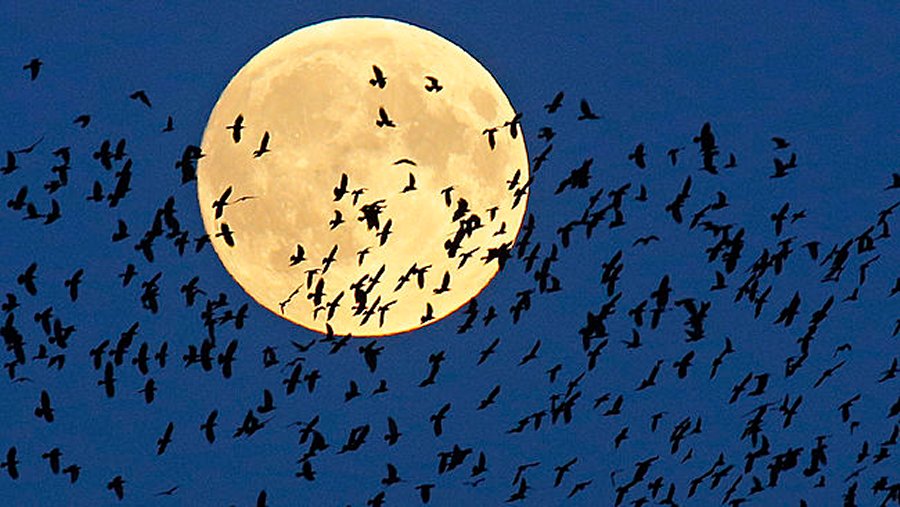 A flock of birds fly by as a perigee moon, also known as a supermoon, rises in Mir, Belarus, 95 kilometers (60 miles) west of capital Minsk, Belarus, late Sunday, Sept. 27, 2015. (AP Photo/Sergei Grits)