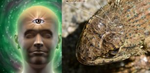 Pineal Gland: Our Ancestors’ Third Eye And Its Link To Mammal Evolution