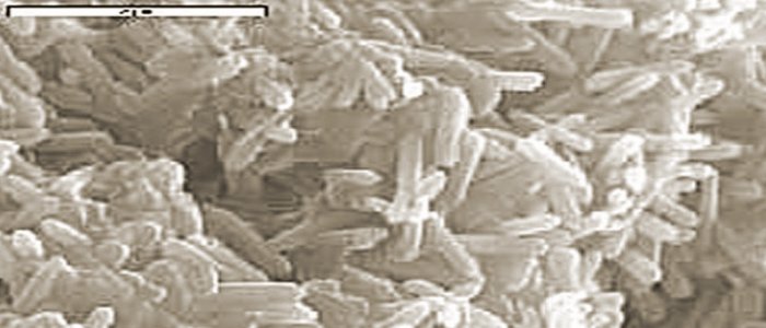 Rod-shaped bacteria