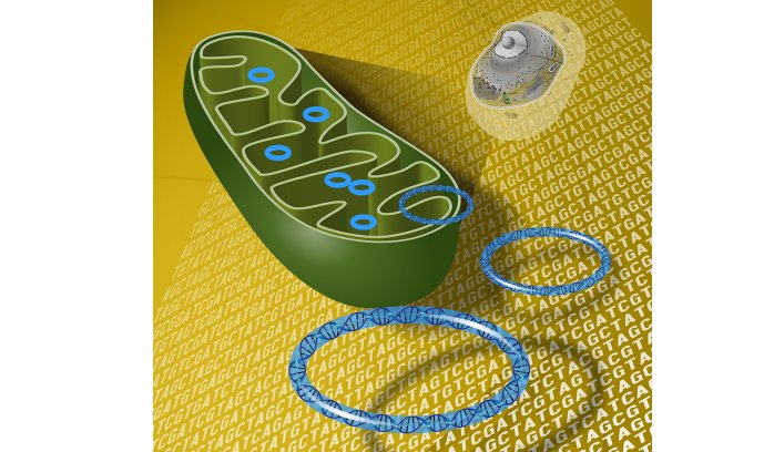 mutated Dna