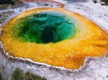 Thermophiles Yellowstone National Park