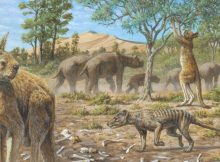 Aboriginal Australians co-existed with the megafauna for at least 17,000 year