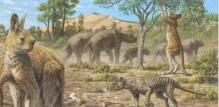 Aboriginal Australians co-existed with the megafauna for at least 17,000 year