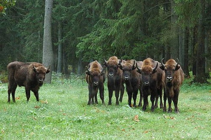 Satellite Images Reveal Ancient Anomalies In The Bialowieza Forest, Poland