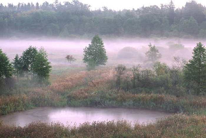 Satellite Images Reveal Ancient Anomalies In The Bialowieza Forest, Poland