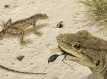 Unexpected Discovery Of Fossils Of Lizard That Lived 75 Million Years Ago At Egg Mountain, Montana, North America