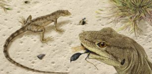 Unexpected Discovery Of Fossils Of Lizard That Lived 75 Million Years Ago At Egg Mountain, Montana, North America