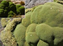 llareta - Old slowly growing desert plant of the Andes