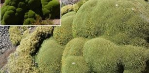 llareta - Old slowly growing desert plant of the Andes