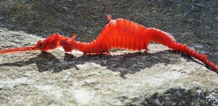 Beautiful Rare Ruby Seadragon Caught On Film For The First Time