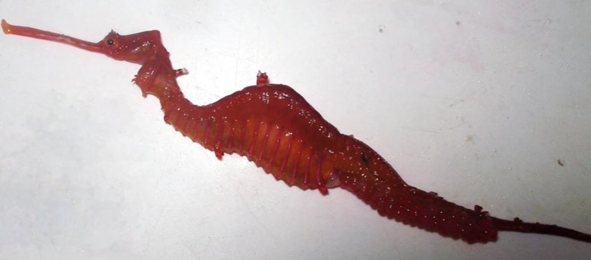 Beautiful Rare Ruby Seadragon Caught On Film For The First Time