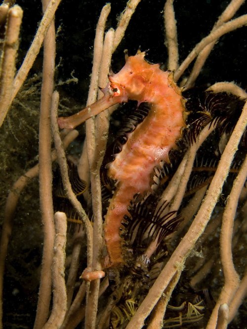Sea horse