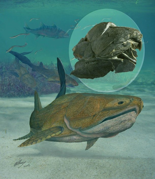 World’s Oldest Known Face Belongs To A 419-Million-Year-Old Fish