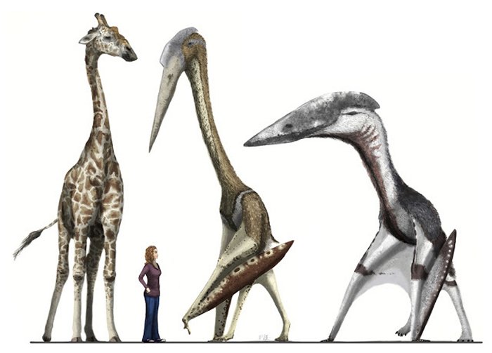 Ancient Transylvania Was Home To Giant Flying Reptiles With A Wingspan Of 32 Feet!