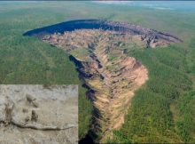 Ancient Forest Discovered Inside The Giant Expanding Batagaika Crater