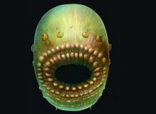 Very Unusual Bag-Like Saccorhytus Coronarius Is Humans’ Oldest Ancestor