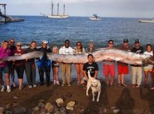 Large Earthquake Strikes Japan - Is The Oarfish Legend True After All?