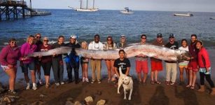 Large Earthquake Strikes Japan - Is The Oarfish Legend True After All?