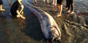 Large Earthquake Strikes Japan - Is The Oarfish Legend True After All?