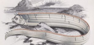 Ancient Japanese Legend Warns That Oarfish Are Omens Of Coming Earthquakes