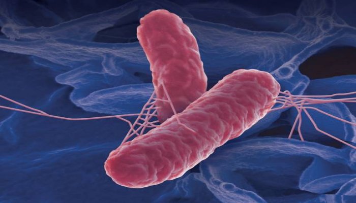Salmonella bacteria that make people sick.