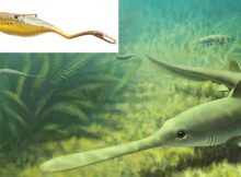 Mysterious Ancient Tully Monster Is So Weird It Cannot Be Classified