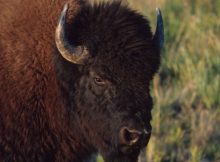 Discovery Of Oldest Fossils Re-Writes History Of Bisons In North America