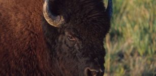 Discovery Of Oldest Fossils Re-Writes History Of Bisons In North America