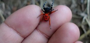 Beautiful Ladybird Spider Is One Of Britain's Rarest Spiders