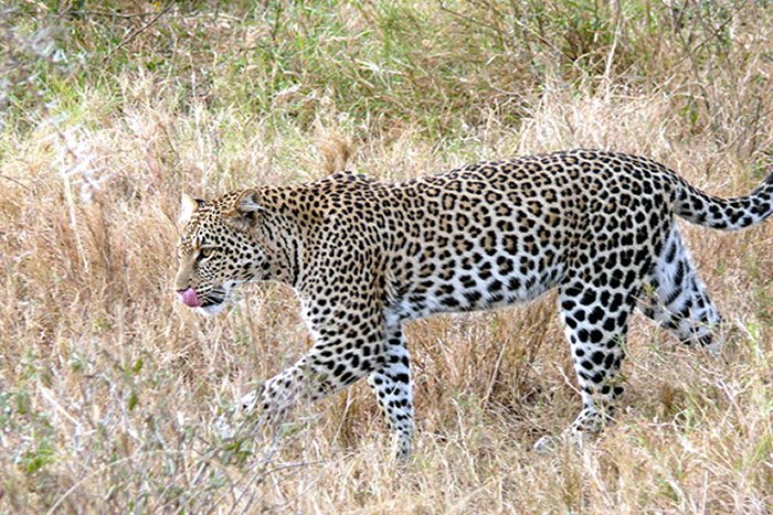 Leopards In Italy? Oh My! New Findings Show That The Landscape Of Italy Was Once A Very Different Place