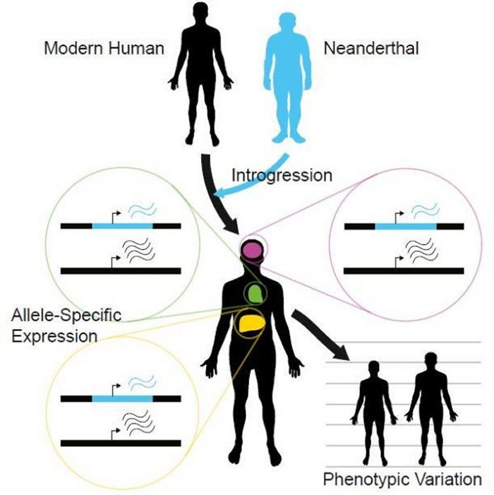 How Neanderthal DNA Still Influence Modern Human Genes