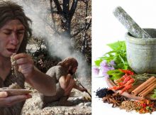 Ancient DNA Shows Neanderthals Used Plant-Based Medicine To Treat Pain And Illness