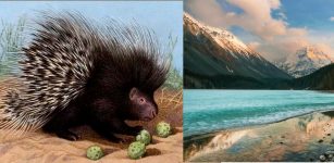 Altai Mountains Were Home To Porcupines 30,000 Years Ago