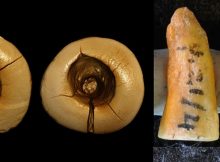 Ancient Dentistry - 13,000-Year-Old Tooth Filling Discovered In Italy