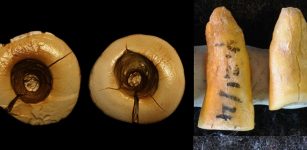 Ancient Dentistry - 13,000-Year-Old Tooth Filling Discovered In Italy