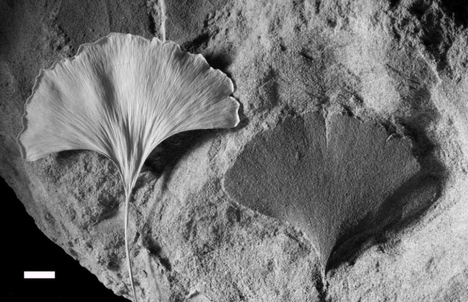 By The 23rd Century Climate Could Reach A Warmth Not Seen In 420 Million Years