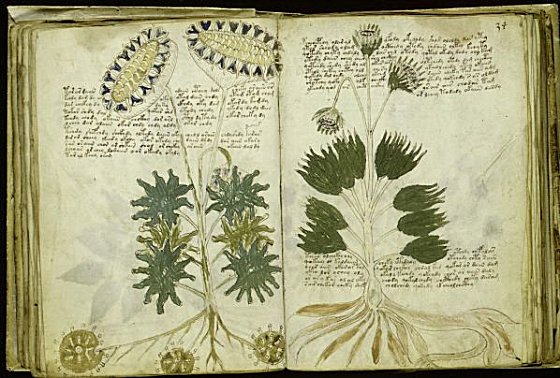 Voynich manuscript