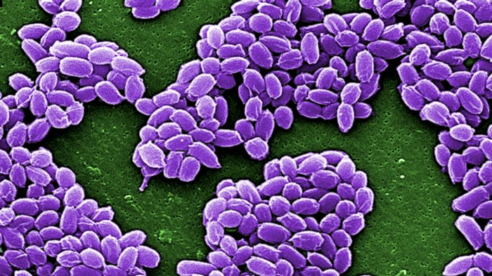 Anthrax spores can survive for decades.