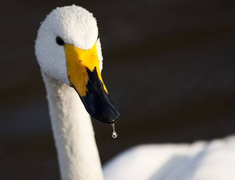 Dr. Fraser thinks humanity could grow beaks instead of teeth.