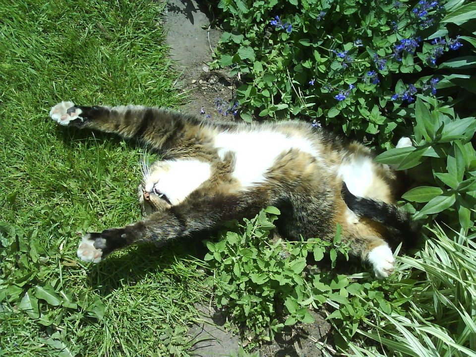 Catnip and cats