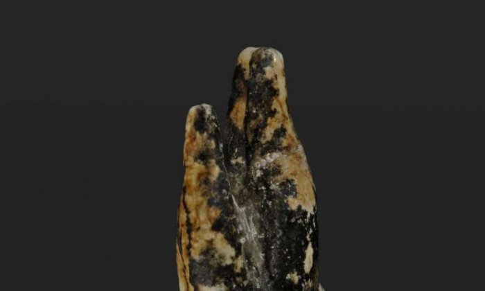 7.2-Million-Year-Old Pre-Human Remains Suggest First Human Ancestor Came From Europe Not Africa