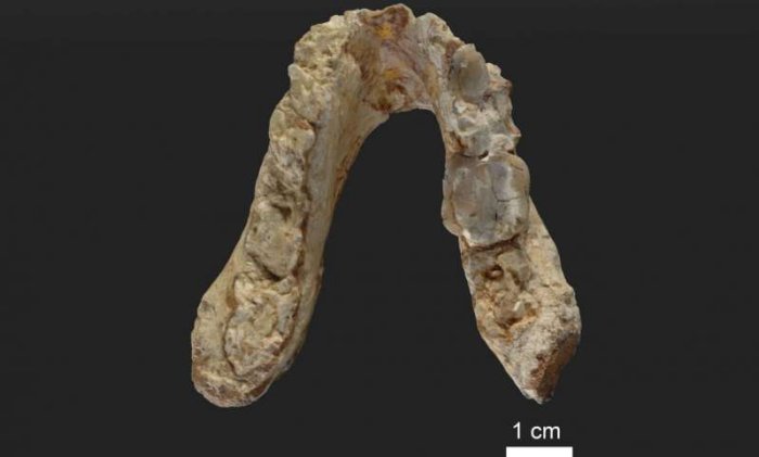 7.2-Million-Year-Old Pre-Human Remains Suggest First Human Ancestor Came From Europe Not Africa