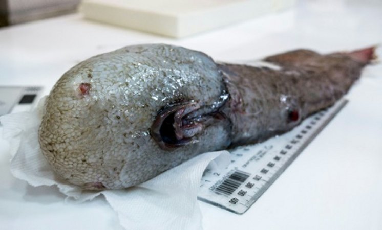 Very Unusual Faceless Fish Re-Discovered After Being Missing Since 1873