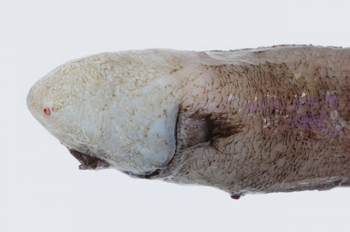 Very Unusual Faceless Fish Re-Discovered After Being Missing Since 1873