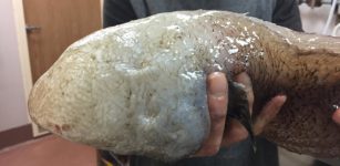 Very Unusual Faceless Fish Re-Discovered After Being Missing Since 1873