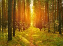 Shinrin-Yoku - Forest Therapy Does Work - Nature Has Remarkable Healing Powers And It’s Scientifically Proven