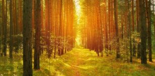 Shinrin-Yoku - Forest Therapy Does Work - Nature Has Remarkable Healing Powers And It’s Scientifically Proven