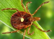 Dangerous “Reverse Zombie" Tick Is Spreading Across USA