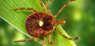 Dangerous “Reverse Zombie" Tick Is Spreading Across USA